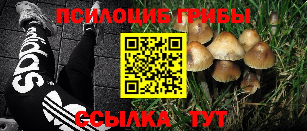 Псилоцибиновые грибы Cubensis Сыктывкар